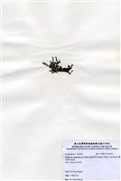 藏品(棒型總狀蕨藻)的圖片